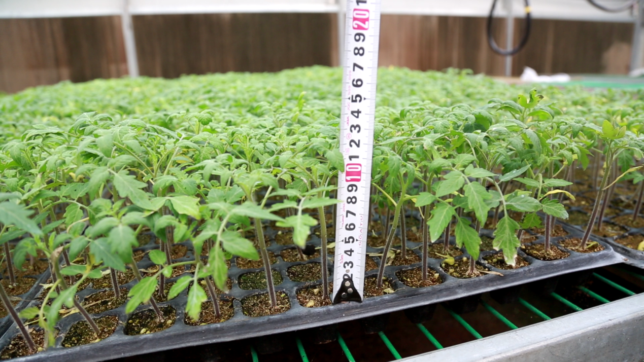 大荔西红柿种植致富_农广天地种植西红柿技术视频_陕西西红柿种子