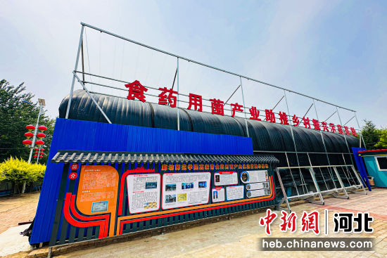 图为廊坊市万庄镇高家营村的灵芝养殖大棚。 付瑞琪 摄