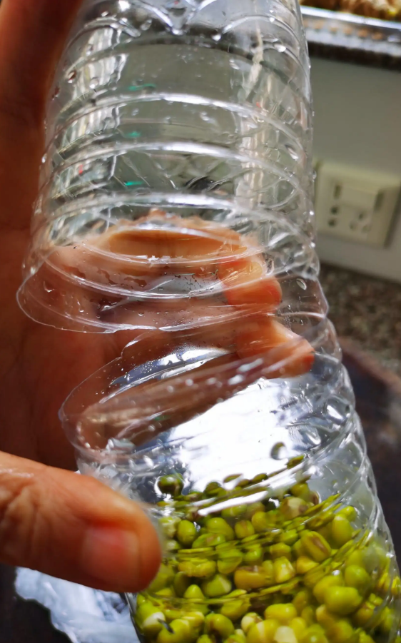 绿豆牙种植技术与管理_绿豆牙种植技术_怎样种绿豆牙菜