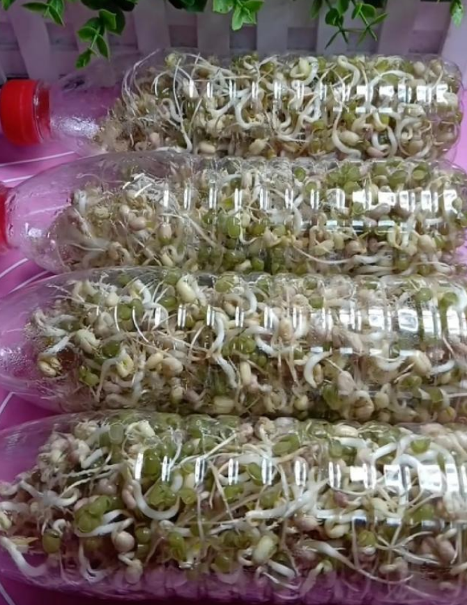 绿豆牙种植技术_怎样种绿豆牙菜_绿豆牙种植技术与管理