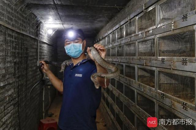 致富经养殖毒蛇视频_致富经养殖水律蛇_养殖蛇