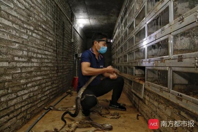 养殖蛇_致富经养殖毒蛇视频_致富经养殖水律蛇