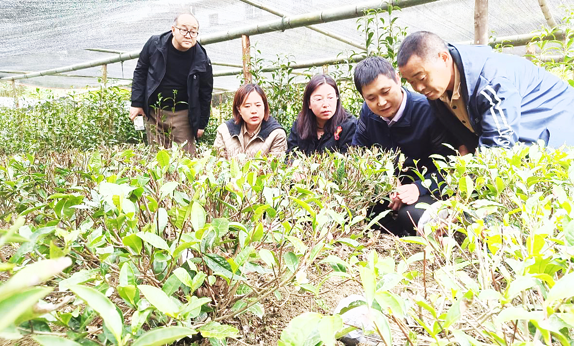 农村致富种植项目_齐齐哈尔农村致富种植_农村种植致富伞