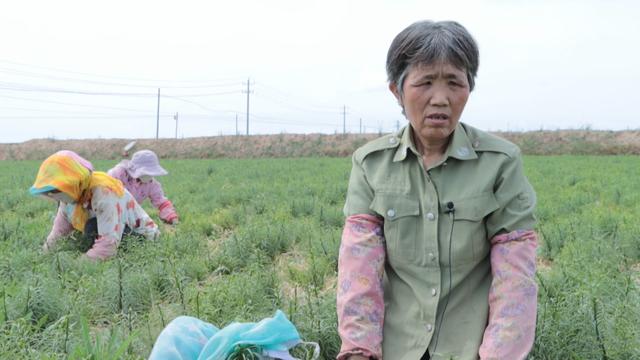 甘肃夏菜种植致富_甘肃种什么菜_甘肃高原夏菜基地