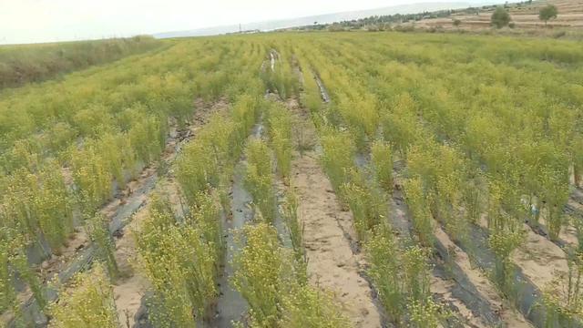 甘肃种什么菜_甘肃夏菜种植致富_甘肃高原夏菜基地