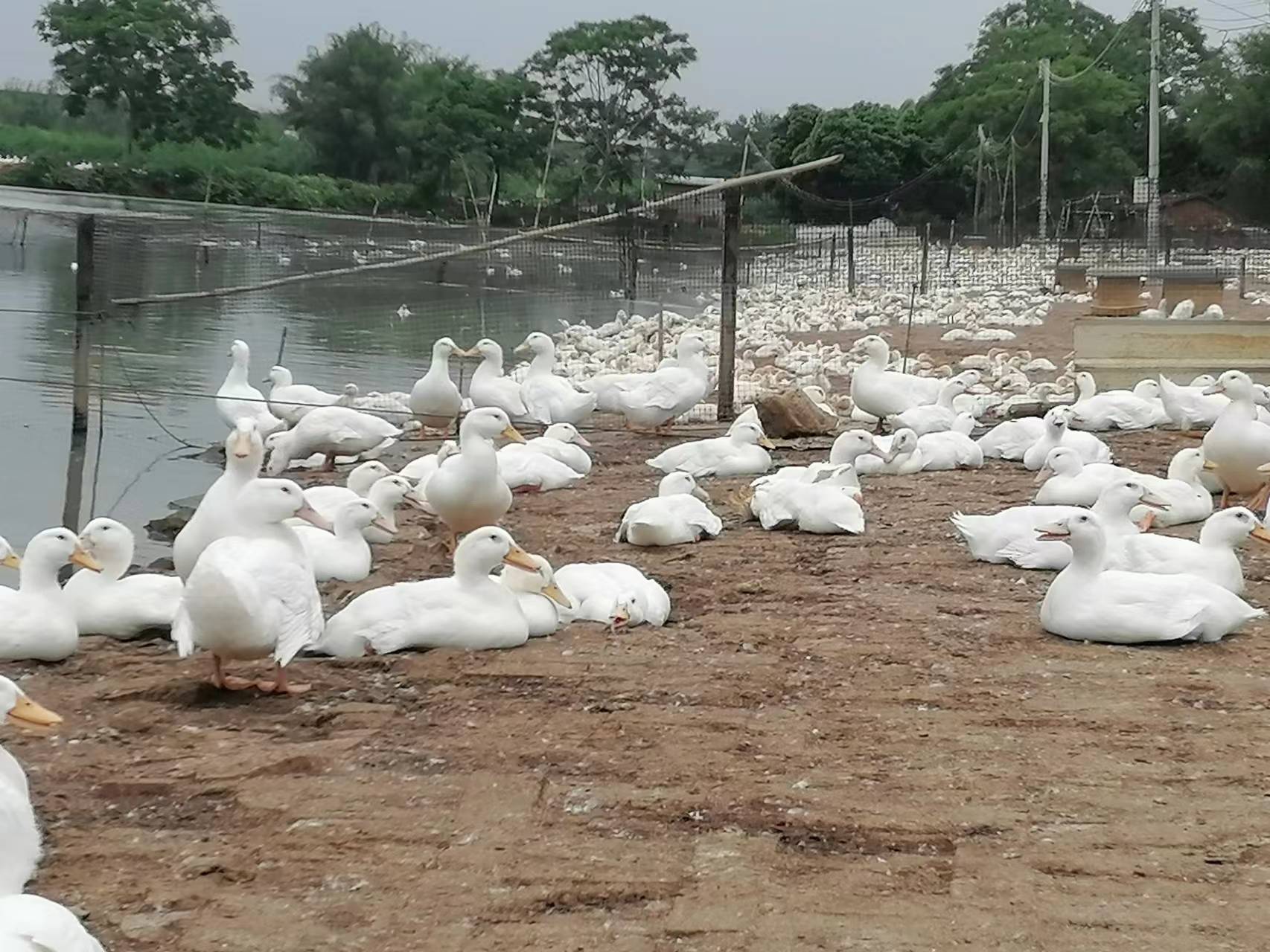 鱼塘养鸭，高密度养殖的注意事项