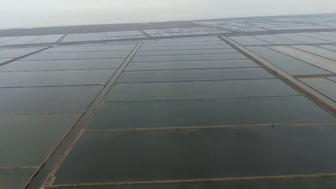 养殖鳡鱼_养殖鳇鱼_养鮰鱼致富经