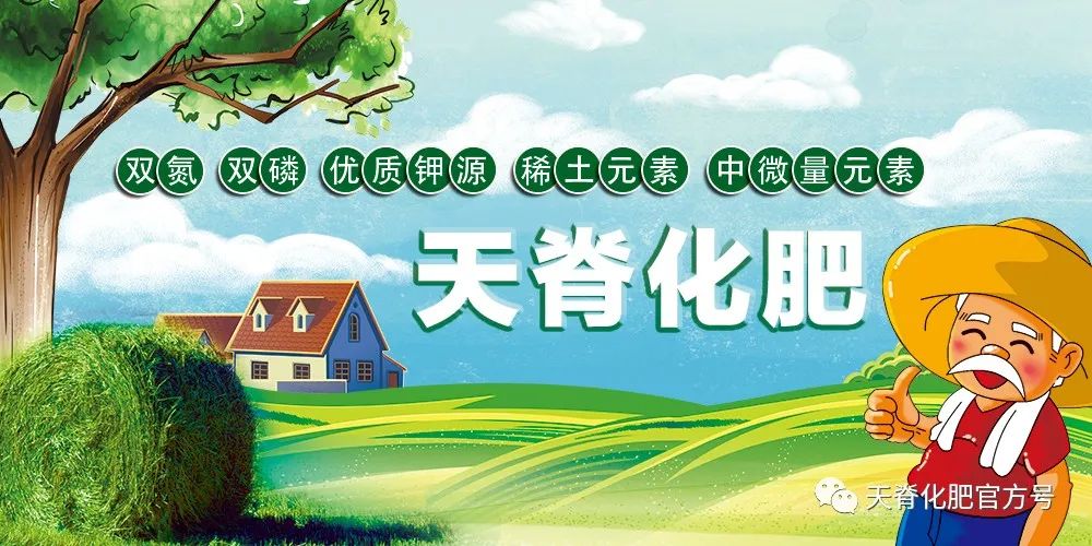 施肥山药种植技术视频_山药种植施肥技术_山药的施肥种植技术