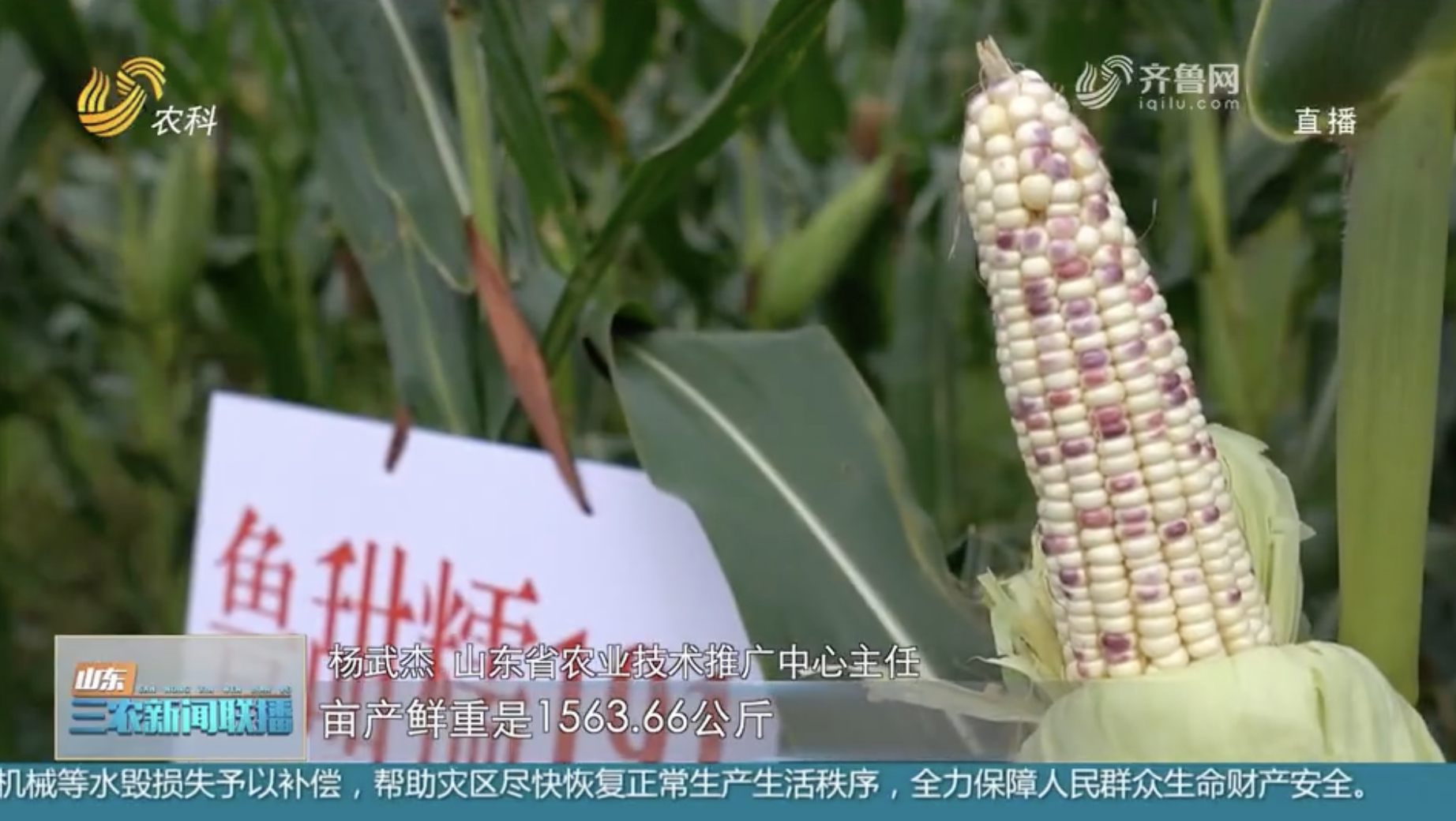 致富经张志红大米_致富经张志龙地址_致富经李志强