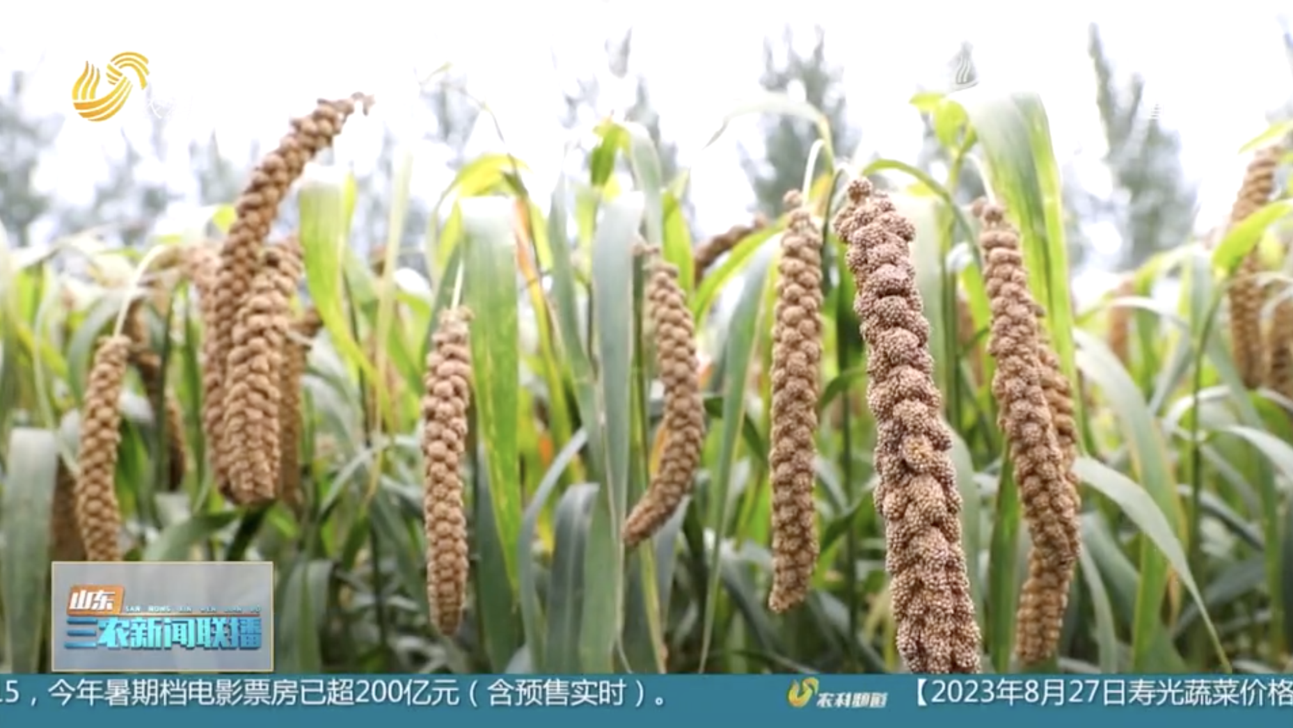 致富经张志龙地址_致富经张志红大米_致富经李志强