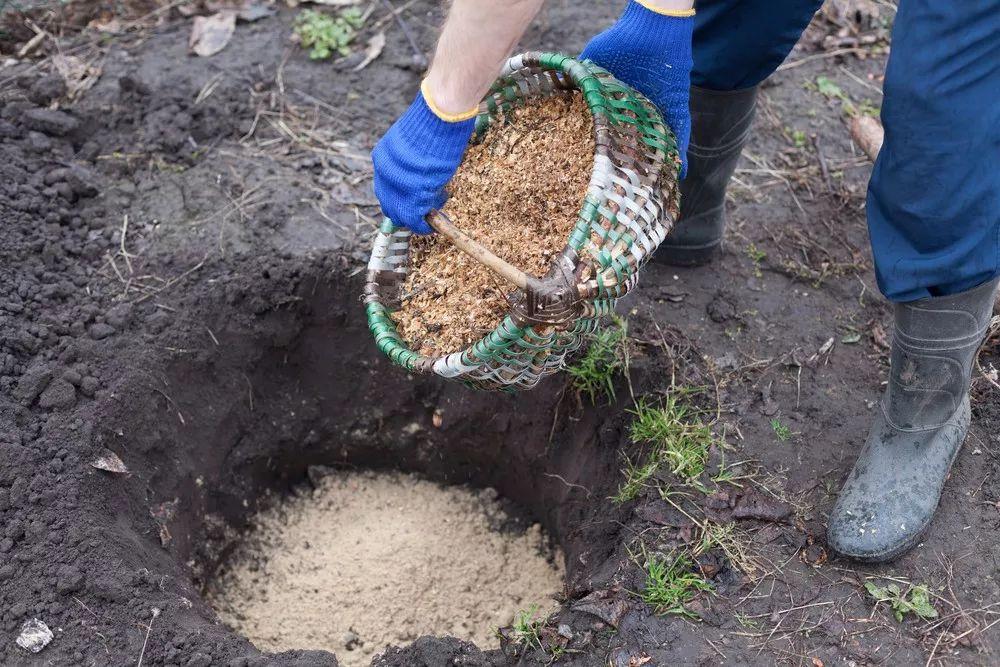 蓝莓果树种植技术_蓝莓树种植法_蓝莓果树怎样种植