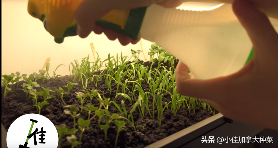 白菜怎么种植方法整地视频_白菜种植技术与管理视频教程_小白菜的种植技术视频