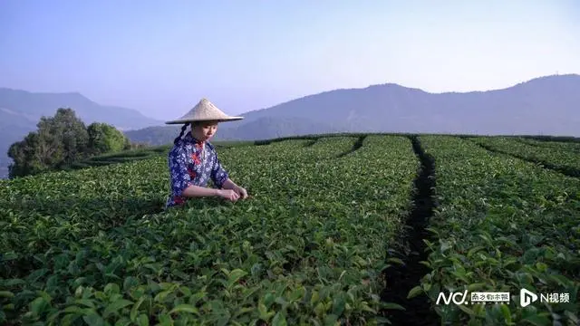 茶叶致富经_致富茶叶种植方法_种植致富的茶叶