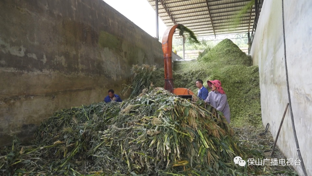 云岭牛养殖基地_云岭牛养殖技术_云岭牛养殖视频
