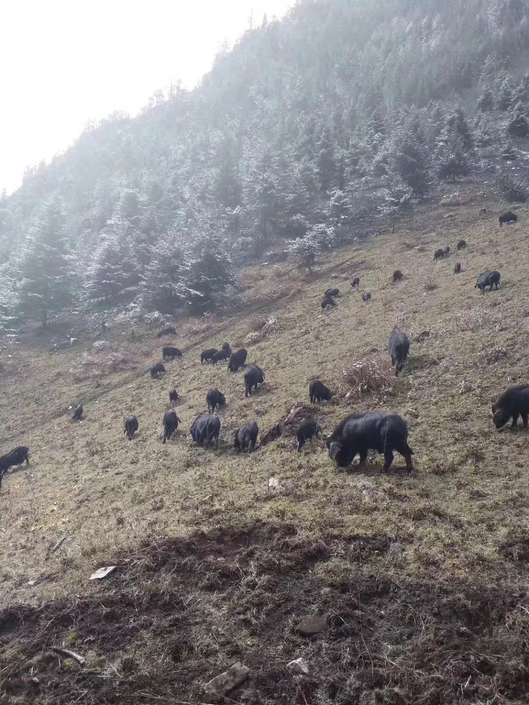养猪致富之路_猪肉养殖致富新路_致富经生态养殖猪视频