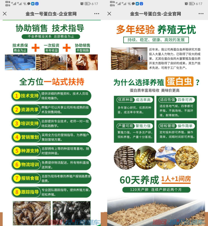 半年时间几十万条虫子死了一半 蛋白虫养殖是真商机还是“割韭菜”？
