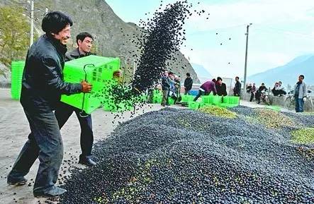 农业种植致富吗_农民致富种植项目_农业致富种植项目