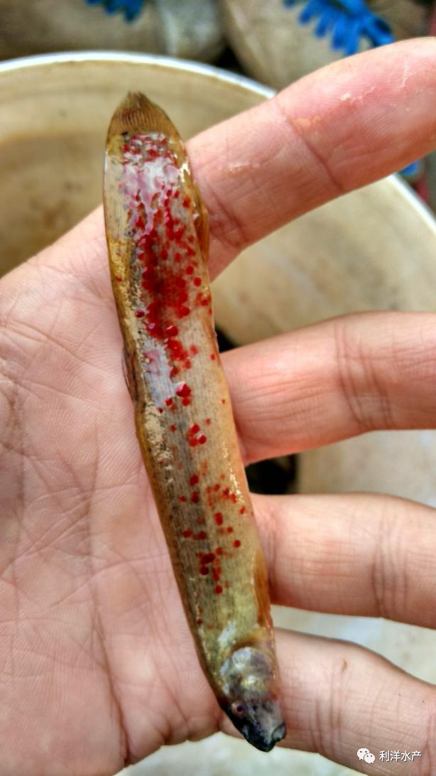 泥鳅养殖致富案例_养殖泥鳅富豪_致富养殖案例泥鳅视频