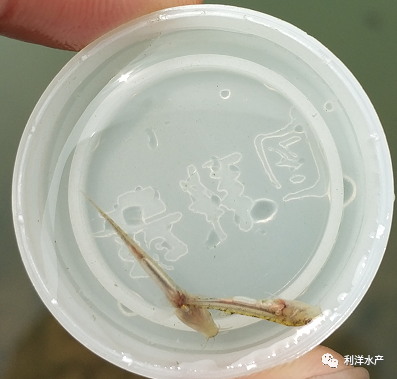 泥鳅养殖致富案例_养殖泥鳅富豪_致富养殖案例泥鳅视频