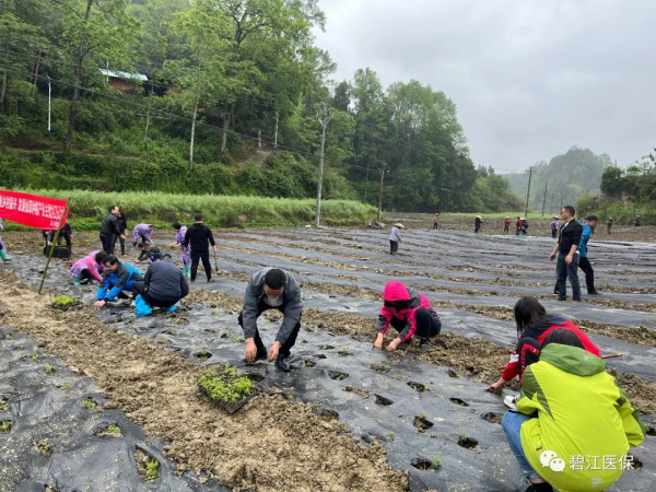 仙草种植技术视频_视频种植仙草技术大全_种植仙草要注意什么