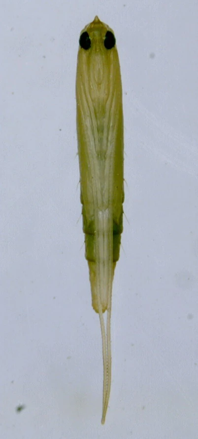荔枝蛀蒂虫