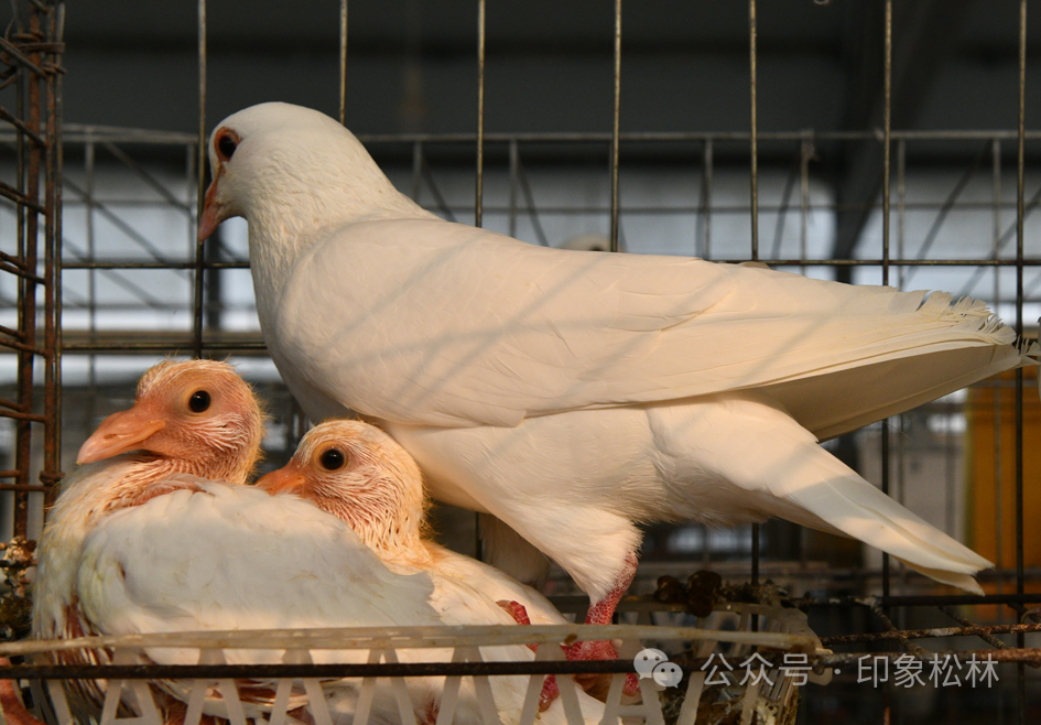 养殖蛋鸽致富_养鸽致富视频_养鸽子致富视频全集