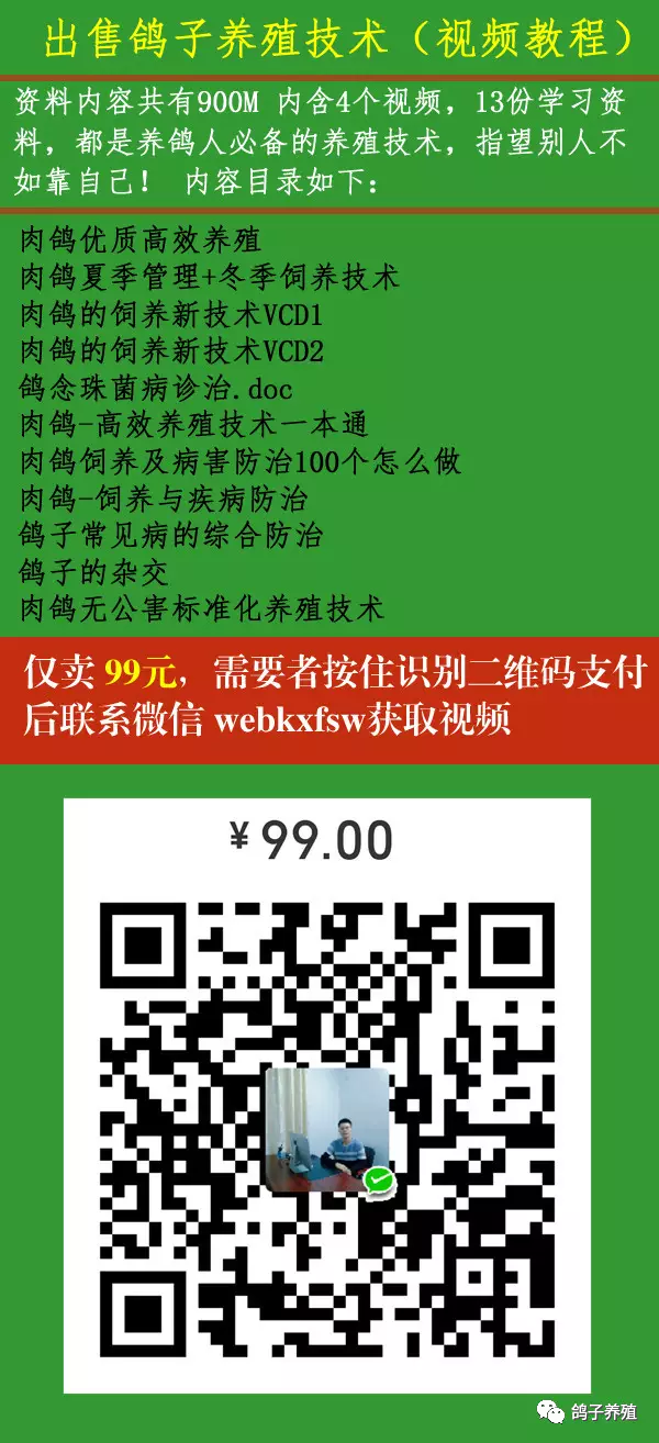 养殖蛋鸽致富_致富鸽养殖蛋怎么孵化_养鸽子致富视频全集