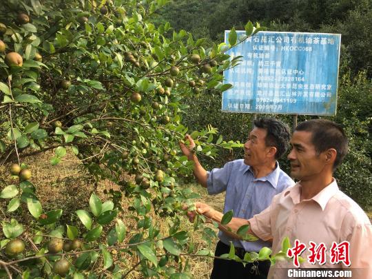 图为长洲村农民种植的油茶树 宋秀杰 摄