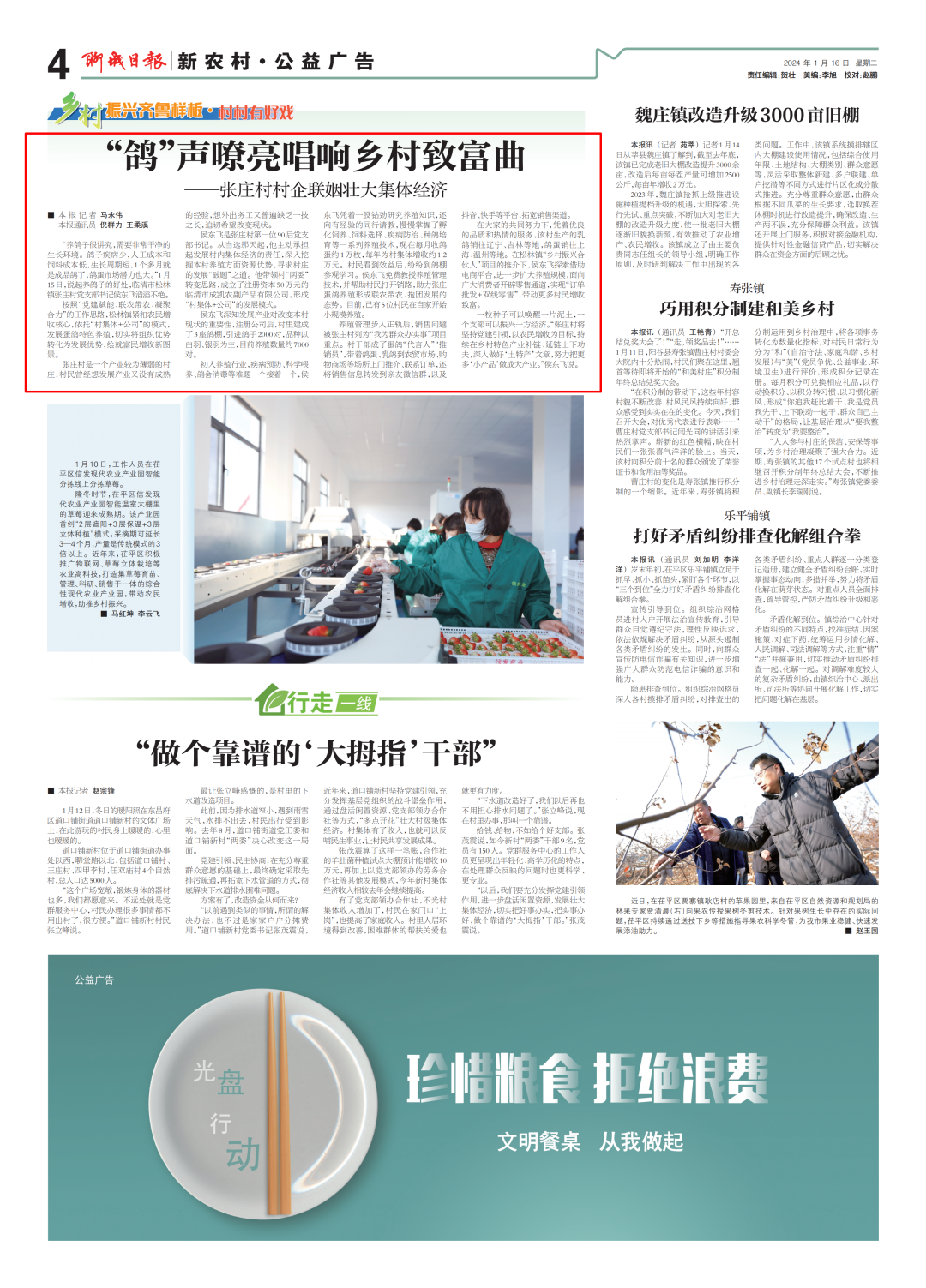 致富经蛋鸽养殖视频_养鸽致富视频_养殖蛋鸽致富