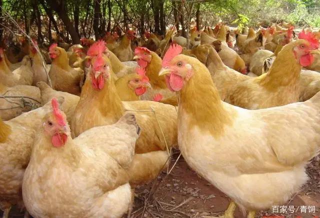 饲养管理篇：限饲技术运用到养鸡场好处那么多！