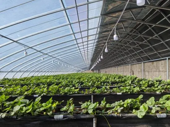 香菜种植成本及效益_种植香菜创业_种植香菜致富事例