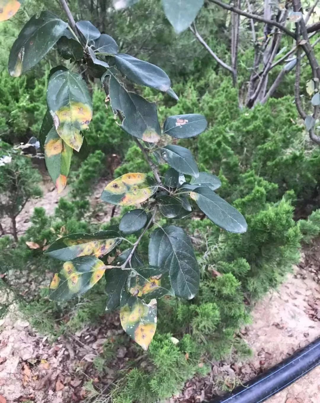 海棠树种植致富_海棠种植前景怎么样_海棠种植