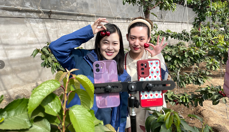 大棚樱桃种植 致富_大棚种植樱桃树_种樱桃大棚一年多少钱