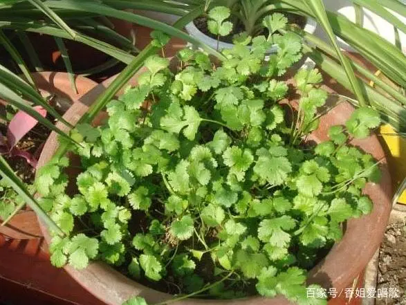 香菜种植年赚百万_种植香菜致富事例_香菜种植成本及效益