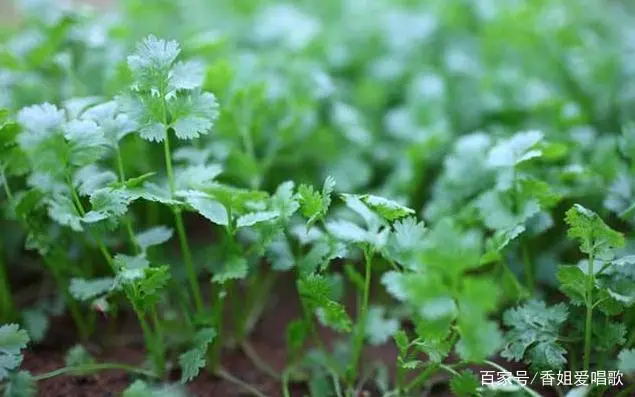 香菜种植成本及效益_香菜种植年赚百万_种植香菜致富事例
