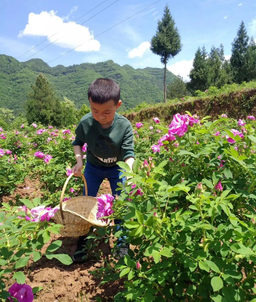 致富农田种植花生的意义_农村致富项目种植业_农田种植致富花