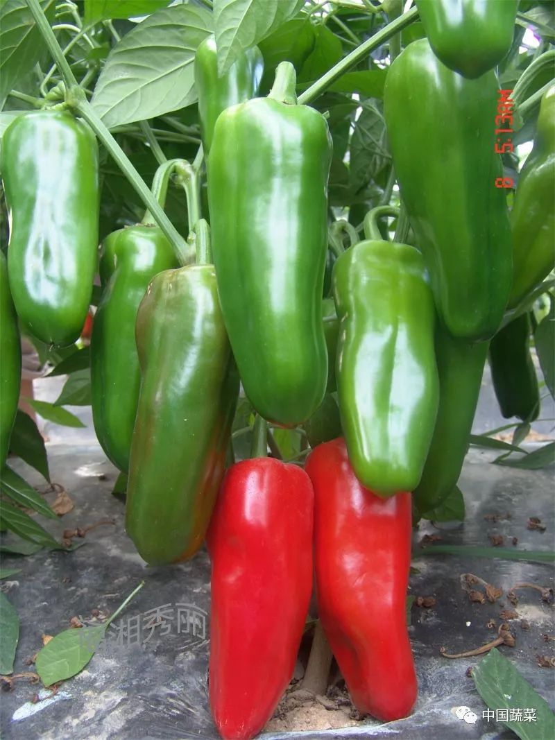 怎样种植露地甜椒高产_露地甜椒种植技术视频_种植甜椒赚钱