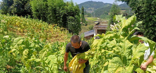 筠连县：一片绿叶铺平致富黄金路