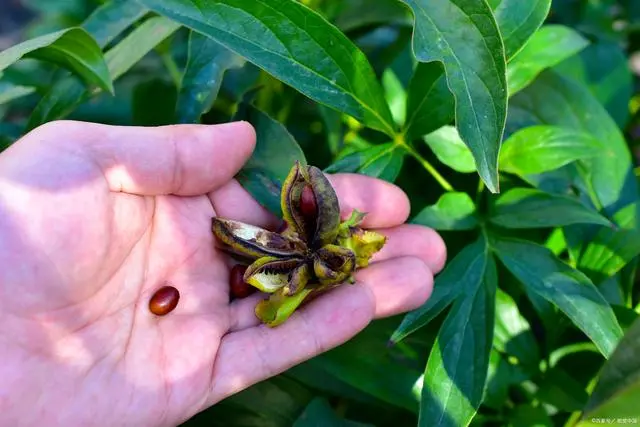 牡丹籽种法_牡丹种子种植技术_牡丹籽种植技术视频