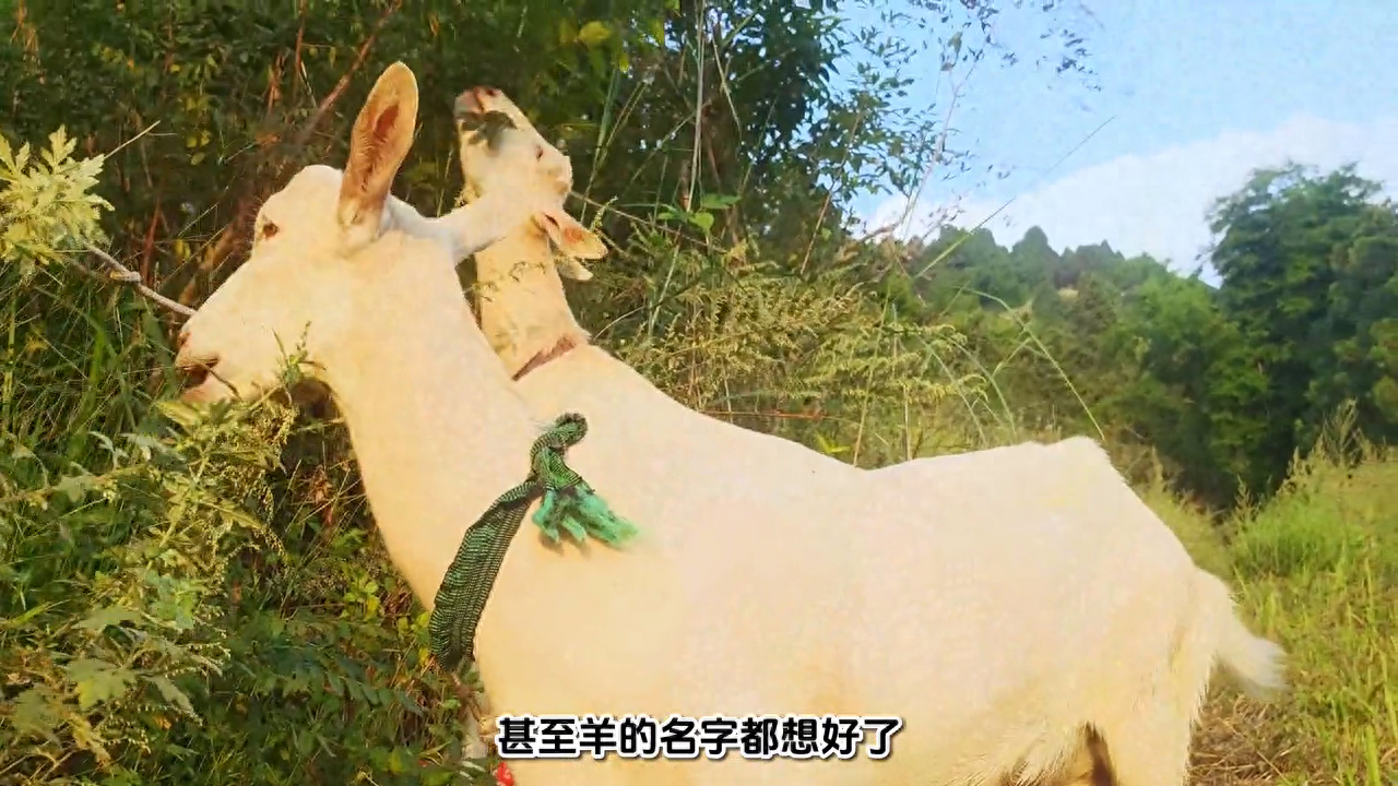 花花农场：羊的名字都想好了
