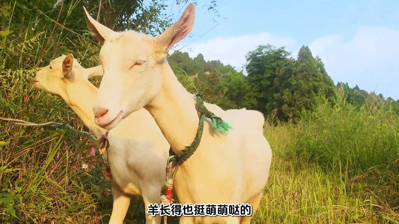 致富经 奶山羊养殖视频_养奶山羊的利润_致富经奶山羊养殖