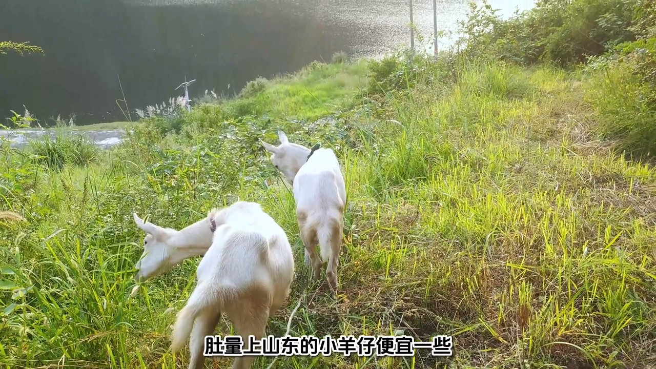 养奶山羊的利润_致富经奶山羊养殖_致富经 奶山羊养殖视频