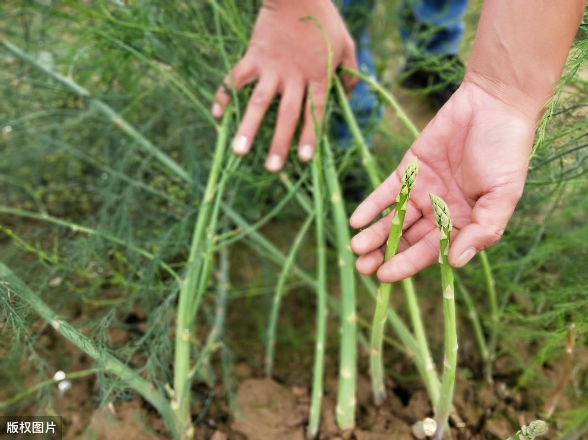 种植大田芦笋技术视频教程_大田芦笋种植技术_种植大田芦笋技术与管理