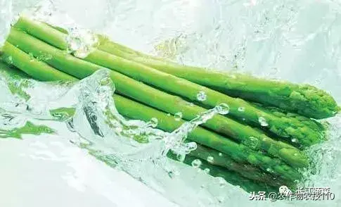 想要采收鲜嫩的芦笋，科学种植是关键