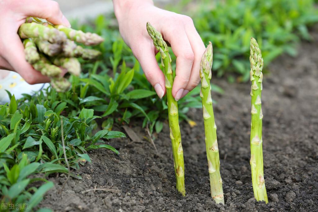 大田芦笋种植技术_种植大田芦笋技术与管理_芦笋移栽大田后怎样怎么管理
