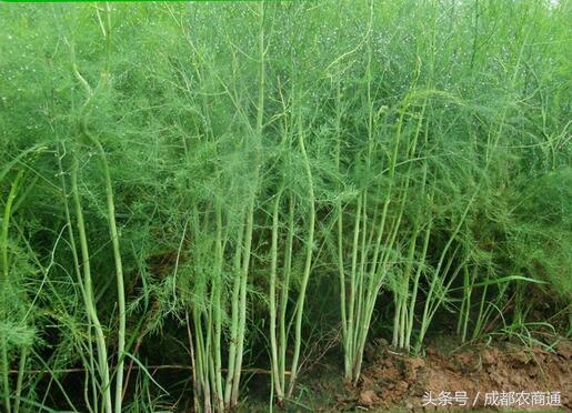 种植大田芦笋技术视频_种植大田芦笋技术要求_大田芦笋种植技术