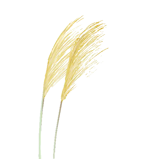 种冬枣赚钱吗_致富种植冬枣怎么样_种植冬枣致富