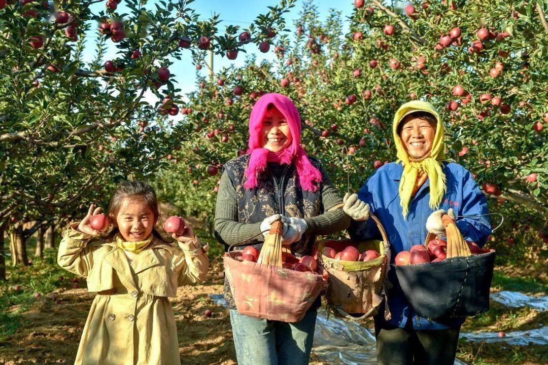 致富种植冬枣怎么样_种冬枣赚钱吗_种植冬枣致富