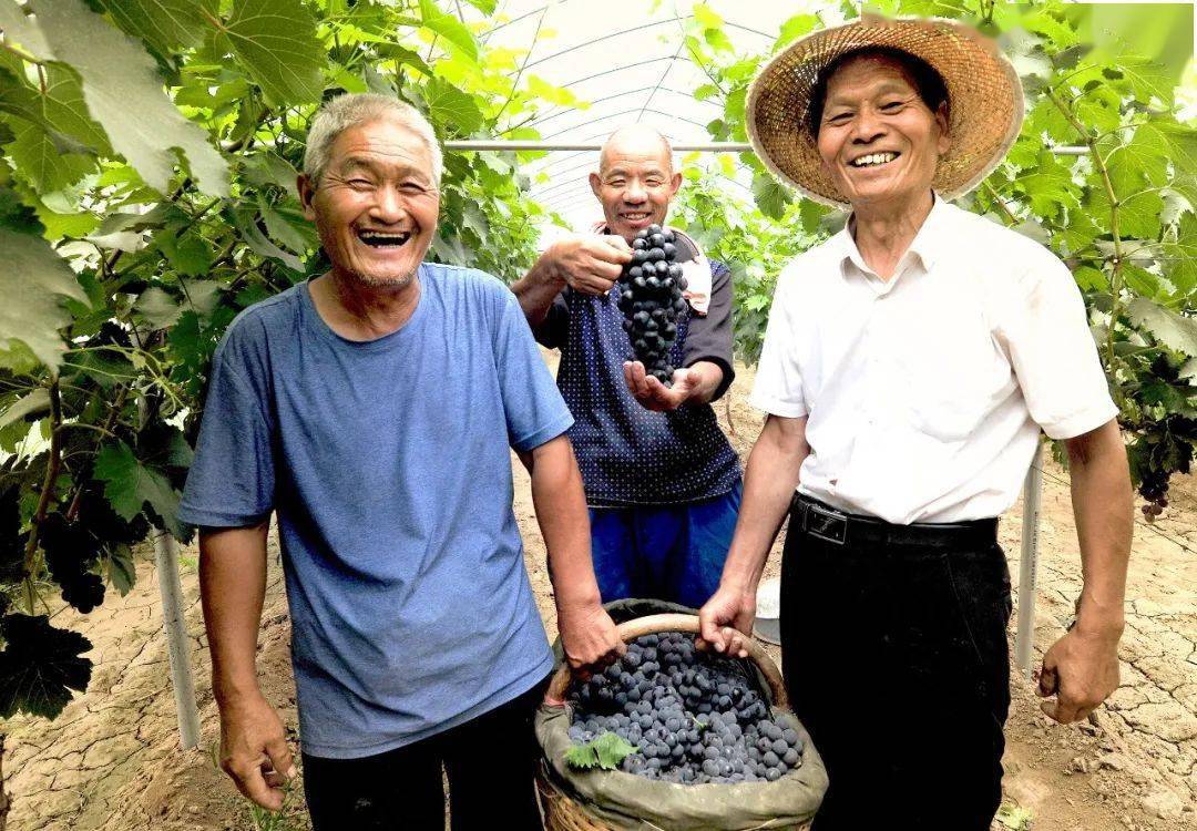 种植冬枣致富_种冬枣赚钱吗_致富种植冬枣怎么样