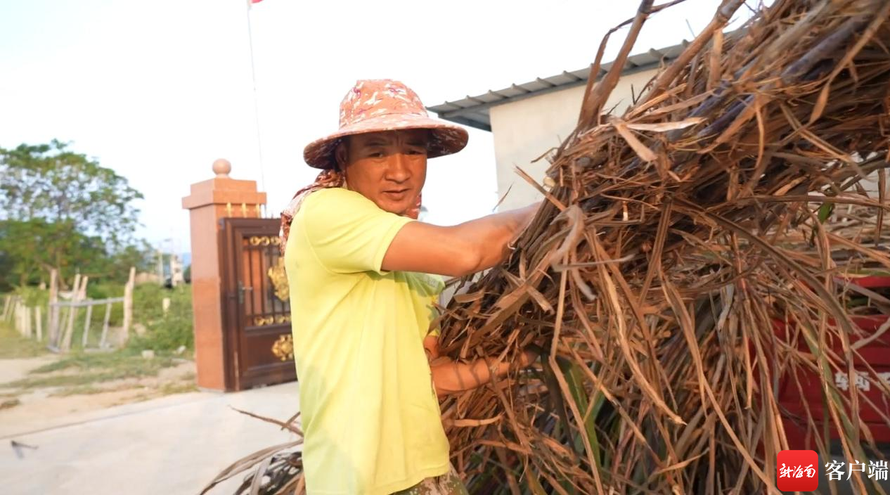 　　村民将割下的牧草搬运回合作社饲养小黄牛。记者 吴兴财 摄